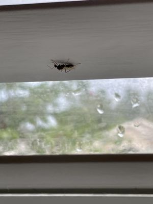 Byrne Termite  Pest Control - Orlando, FL: Effective Pest Extermination Services